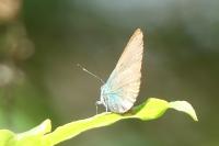 Callophrys rubi