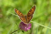 Melitaea phoebe
