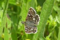 Pyrgus malvae