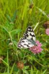 Melanargia galathea