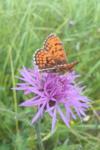 Melitaea parthenoides