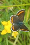 Aricia agestis