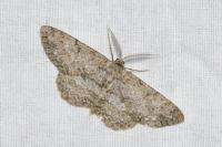 Hypomecis punctinalis