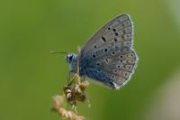 Polyommatus icarus