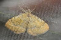 Camptogramma bilineata