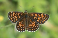 Melitaea athalia