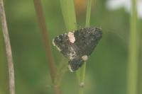 Tyta luctuosa