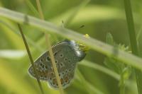 Polyommatus icarus