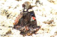 Vanessa atalanta
