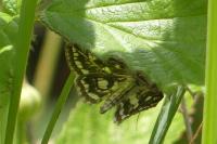 Elophila nymphaeata