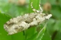 Zeiraphera isertana