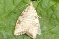 Aleimma loeflingiana