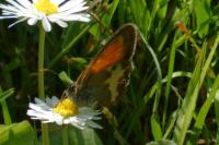 Coenonympha arcania