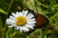 Coenonympha arcania