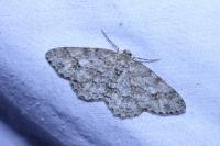 Ectropis crepuscularia