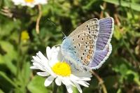Polyommatus icarus