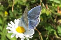 Polyommatus icarus