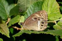 Lopinga achine