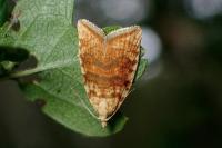 Aleimma loeflingiana