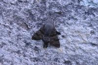 Macroglossum stellatarum