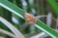 Cacoecimorpha pronubana