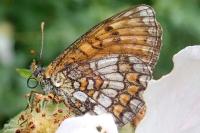 Melitaea parthenoides