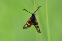 Zygaena trifolii