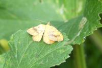 Camptogramma bilineata