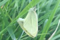 Pieris brassicae
