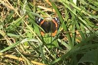 Vanessa atalanta