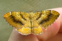 Camptogramma bilineata