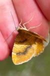 Camptogramma bilineata
