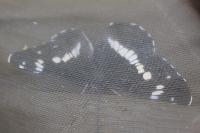 Limenitis camilla