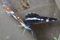 Limenitis camilla