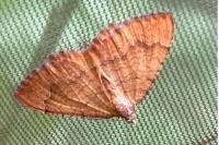 Camptogramma bilineata