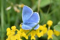 Lysandra bellargus