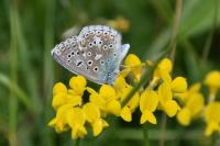 Lysandra bellargus