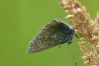 Polyommatus icarus