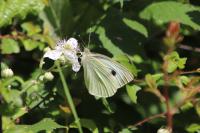 Pieris brassicae