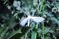 Pterophorus pentadactylus