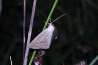 Petrophora chlorosata