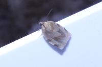 Choristoneura hebenstreitella