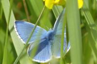 Lysandra bellargus