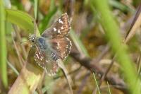 Spialia sertorius
