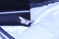 Lomaspilis marginata