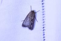 Agrotis exclamationis