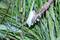 Spilosoma lubricipeda