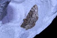 Parectropis similaria