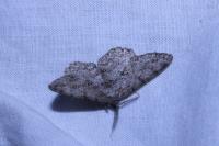 Hypomecis punctinalis