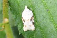 Acleris kochiella/logiana